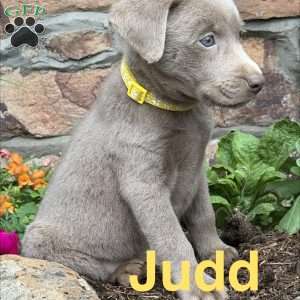Judd, Silver Labrador Retriever Puppy